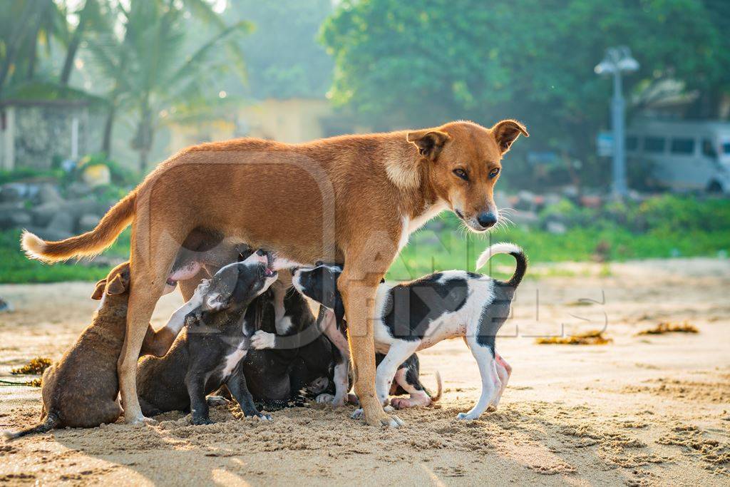 Mother Indian stray street dog with litter of puppies suckling on a beach in Maharashtra, India