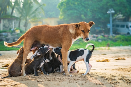 Mother Indian stray street dog with litter of puppies suckling on a beach in Maharashtra, India