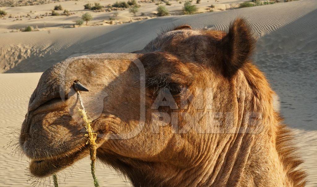 Close up of head of camel with rope in nose and desert in background in Rajasthan