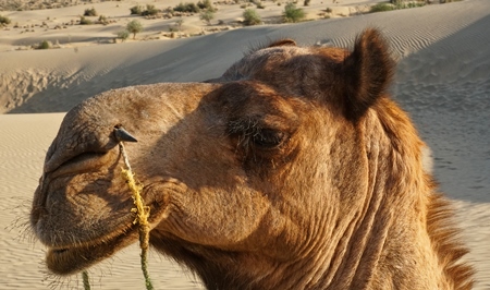 Close up of head of camel with rope in nose and desert in background in Rajasthan