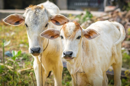 Brown and white cows in small field in town of Bodhgaya, Bihar