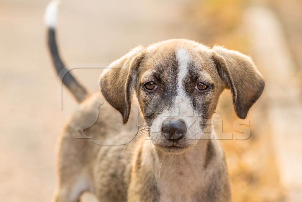 Photo or image of sad looking Indian stray or street pariah puppy dog on road in urban city of Pune, Maharashtra, India, 2021