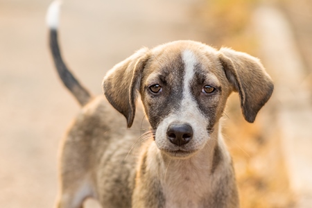 Photo or image of sad looking Indian stray or street pariah puppy dog on road in urban city of Pune, Maharashtra, India, 2021