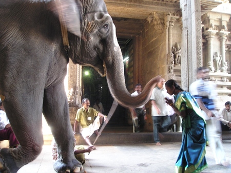 Elephant at temple touches woman devotee with trunk