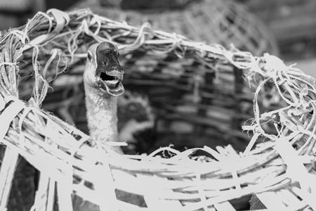 Indian geese on sale in baskets at a live animal market in the city of Imphal in Manipur in the Northeast of India