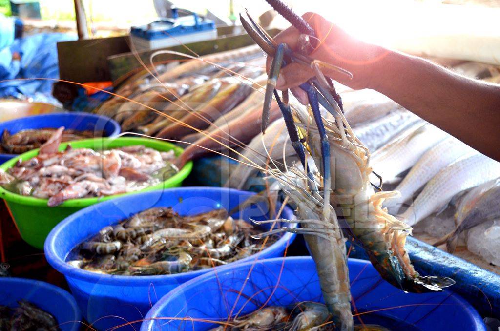 Prawns and other sea creatures at fish market in blue tubs