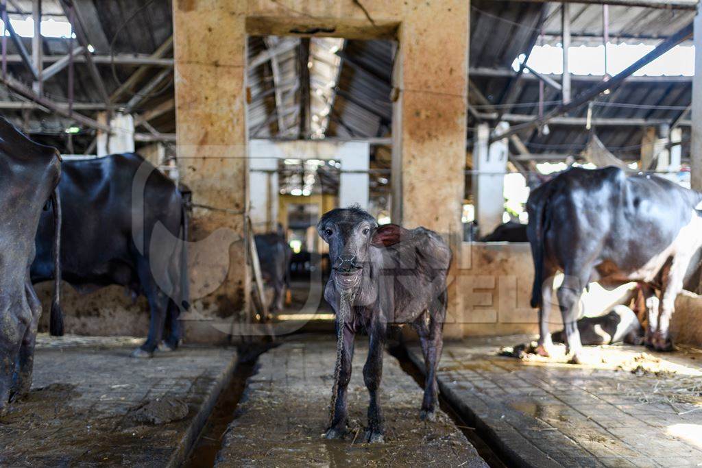 Baby Indian buffalo calf in the aisle in a concrete shed on an urban dairy farm or tabela, Aarey milk colony, Mumbai, India, 2023