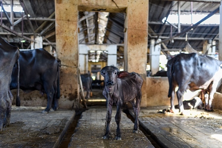 Baby Indian buffalo calf in the aisle in a concrete shed on an urban dairy farm or tabela, Aarey milk colony, Mumbai, India, 2023