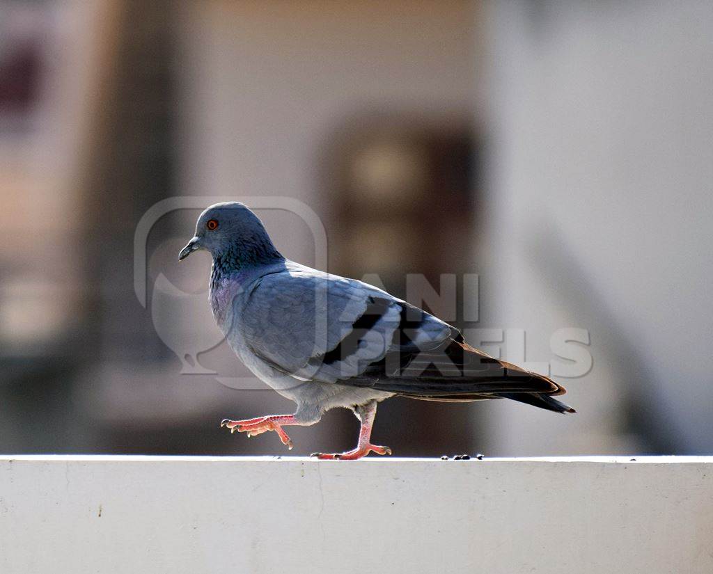 Pigeon walking along a wall in an urban city