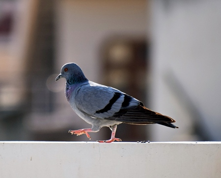 Pigeon walking along a wall in an urban city