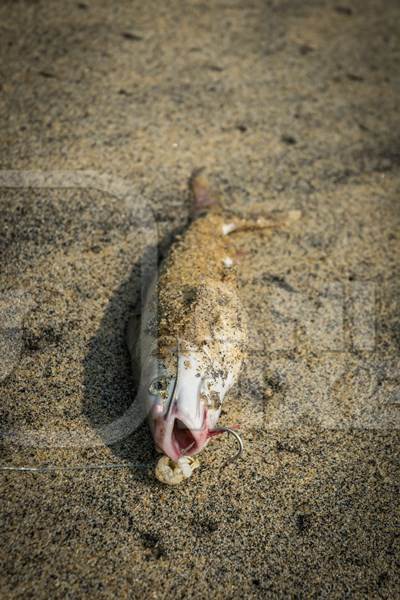 Alive fish with hook in mouth gasping on a sandy beach in Kerala