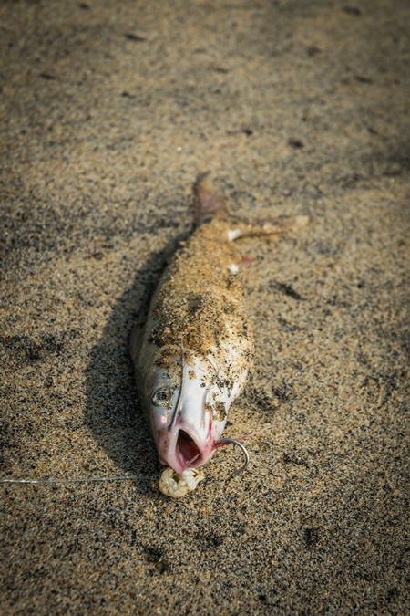 Alive fish with hook in mouth gasping on a sandy beach in Kerala