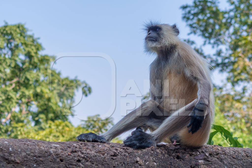 Indian gray or hanuman langur monkey in the wild in Rajasthan in India