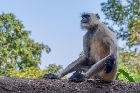 Indian gray or hanuman langur monkey in the wild in Rajasthan in India