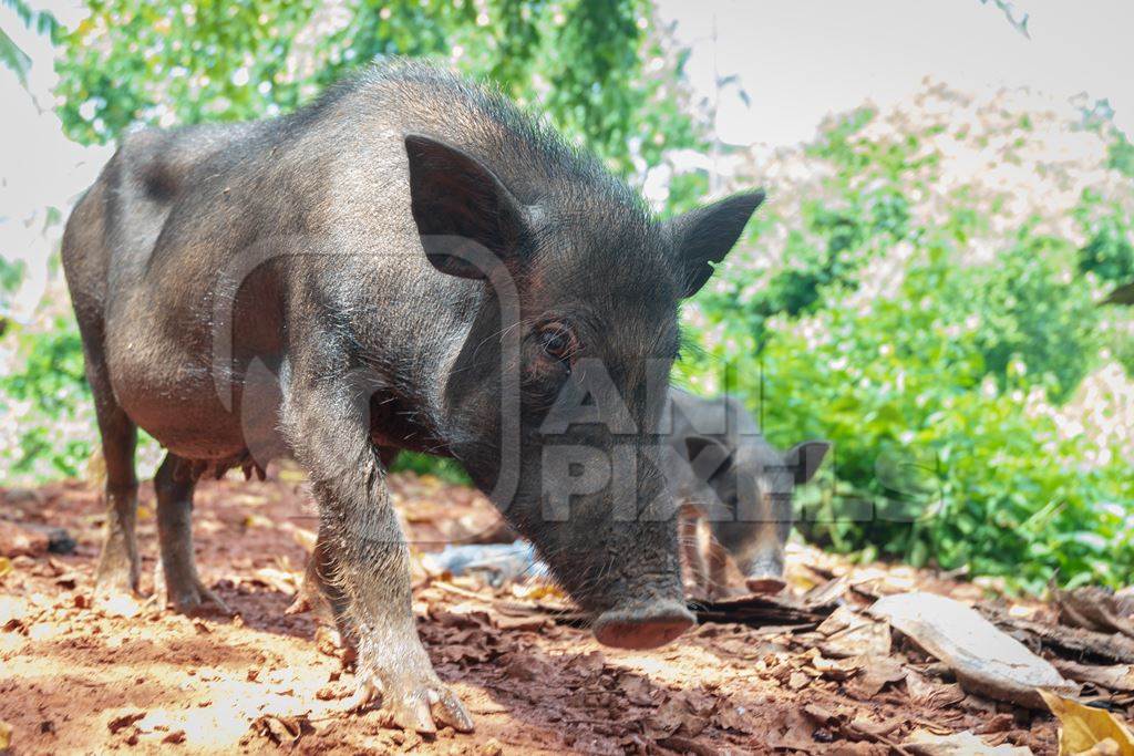 Rural pig and piglet in a village in Goa