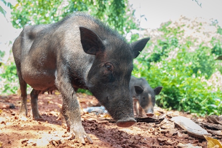 Rural pig and piglet in a village in Goa
