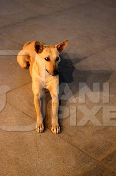 Beige street dog lying on ground