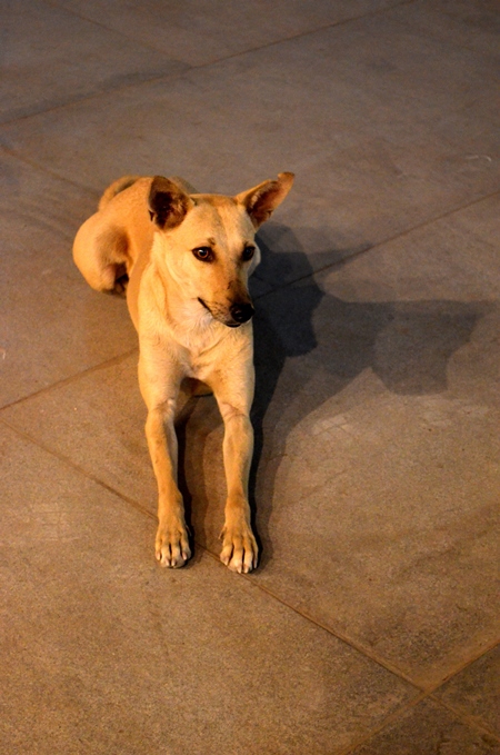 Beige street dog lying on ground