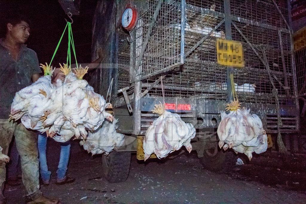 Broiler chickens raised for meat being unloaded from transport trucks near Crawford meat market in Mumbai