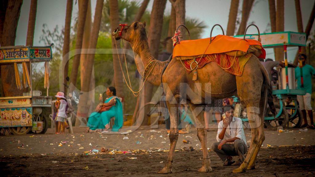 Indian camel harnessed with nose pegs and head collar for camel rides for tourists, in India