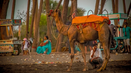 Indian camel harnessed with nose pegs and head collar for camel rides for tourists, in India