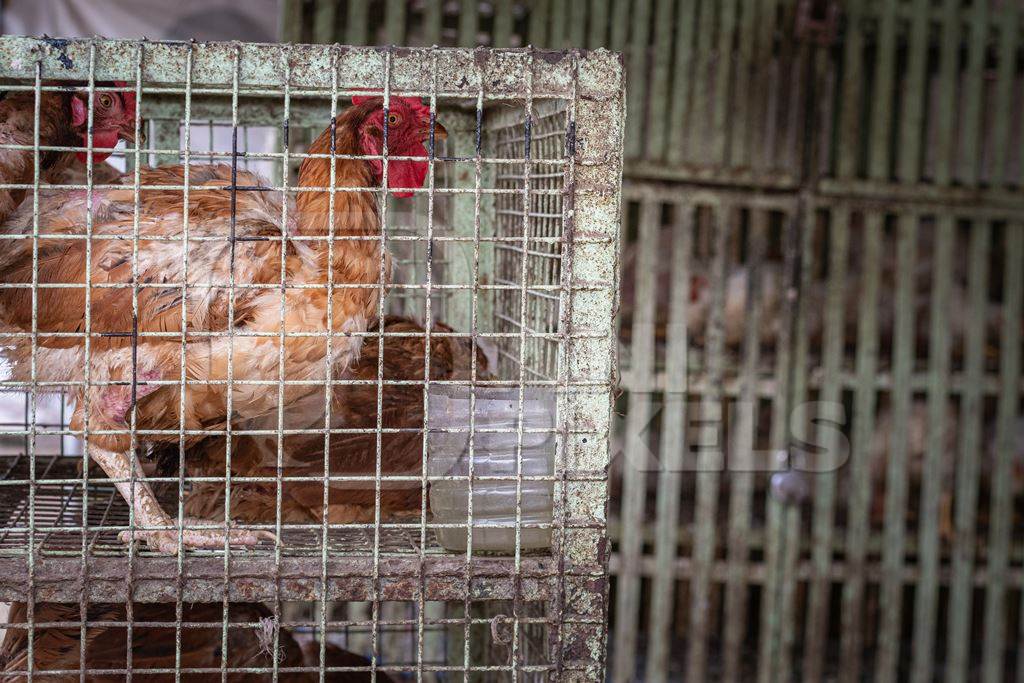 Chickens crammed in small dirty cages outside a chicken poultry meat shop in Pune, Maharashtra, India, 2021