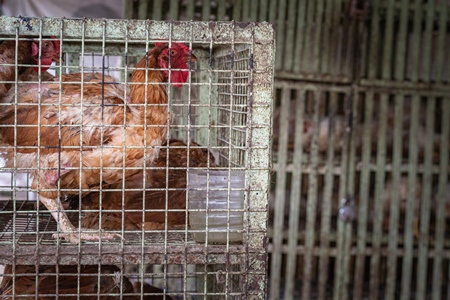 Chickens crammed in small dirty cages outside a chicken poultry meat shop in Pune, Maharashtra, India, 2021