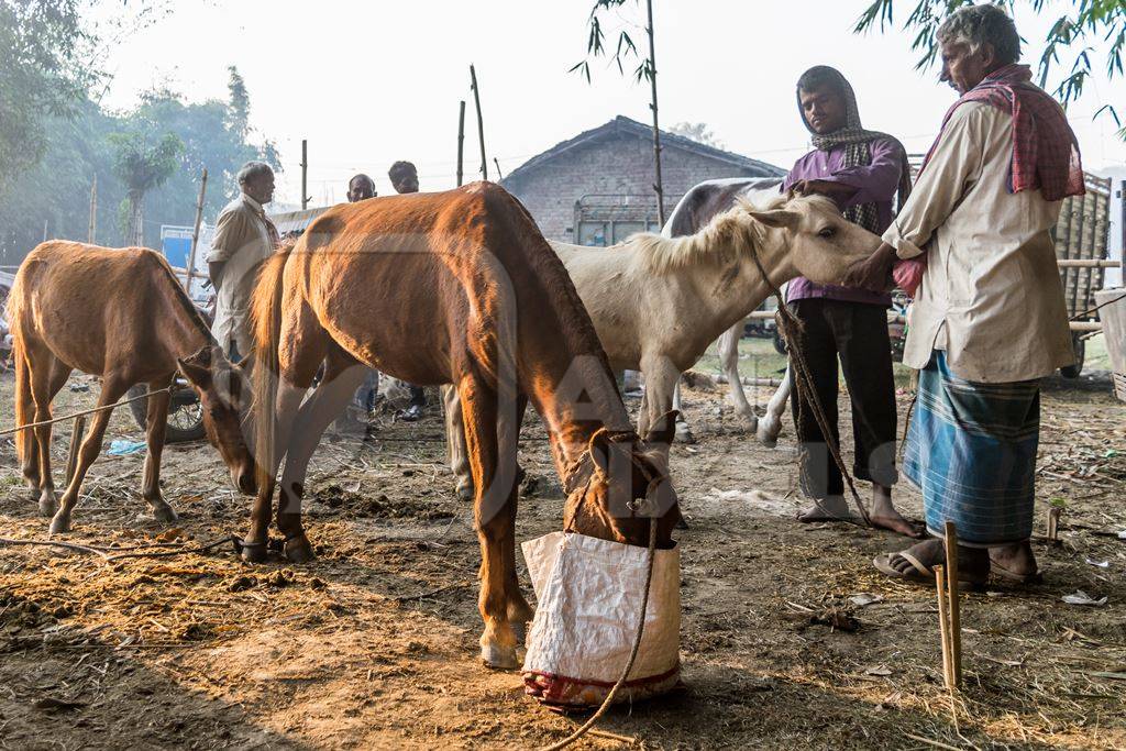 Ponies and horses with men in field at Sonepur horse fair wtih one pony eating from a nosebag in Bihar