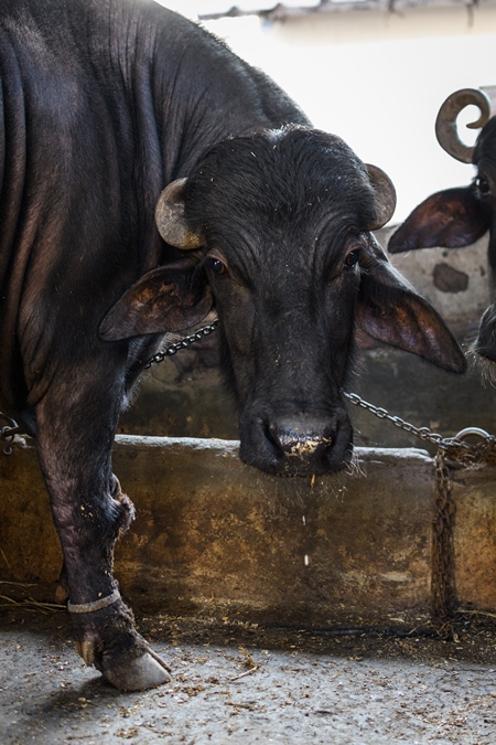 Farmed Indian buffaloes chained up on an urban dairy farm or tabela, Aarey milk colony, Mumbai, India, 2023