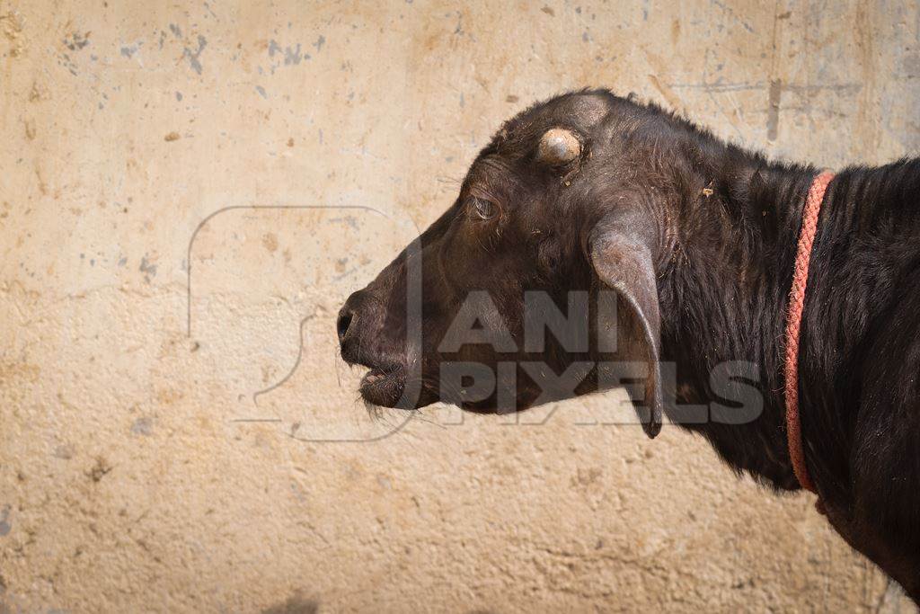 Indian buffalo calves suffering in the heat tied up in the street, part of Ghazipur dairy farms, Ghazipur, Delhi, India, 2022