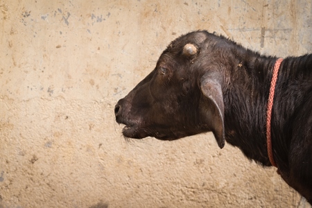 Indian buffalo calves suffering in the heat tied up in the street, part of Ghazipur dairy farms, Ghazipur, Delhi, India, 2022