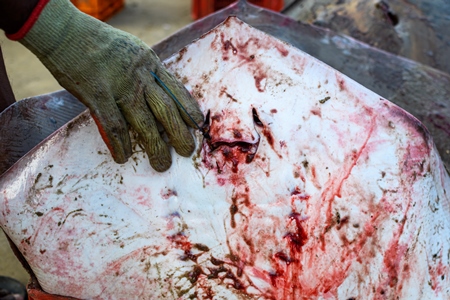 Man handling dead Indian stingray fish at Malvan fish market on beach in Malvan, Maharashtra, India, 2022