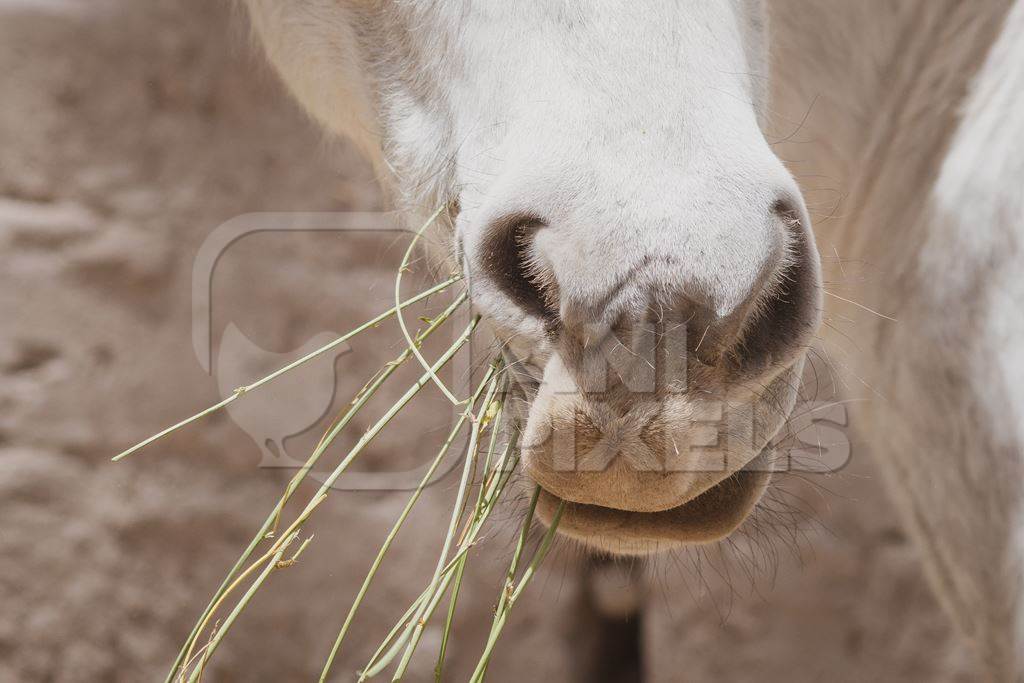 Close up of mouth of white pony eating straw on rural farm in the Himalayas