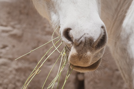 Close up of mouth of white pony eating straw on rural farm in the Himalayas