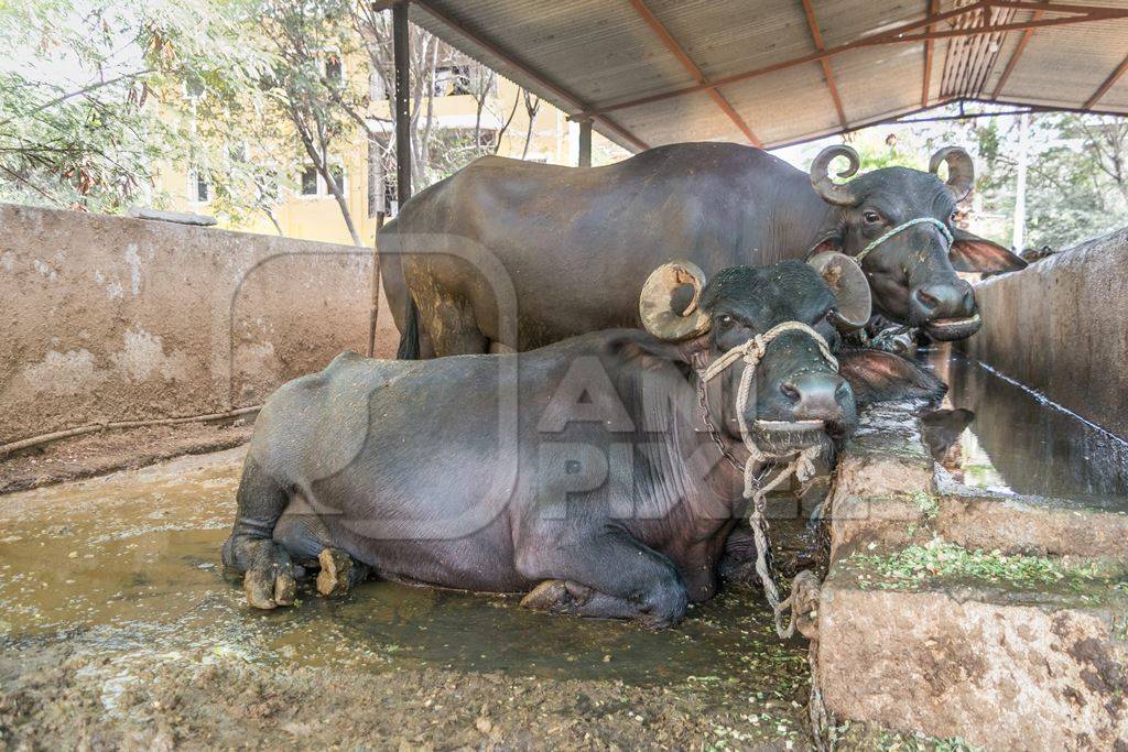 Farmed buffaloes  in urban dairy tied up in dirty conditions