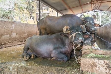 Farmed buffaloes  in urban dairy tied up in dirty conditions