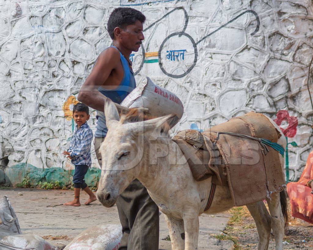 Man loading cement sack onto working donkeys used for animal labour to carry heavy sacks of cement in an urban city in Maharashtra in India