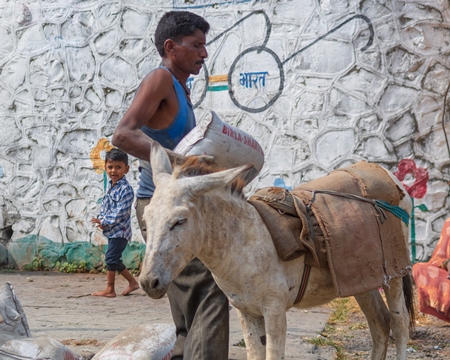 Man loading cement sack onto working donkeys used for animal labour to carry heavy sacks of cement in an urban city in Maharashtra in India