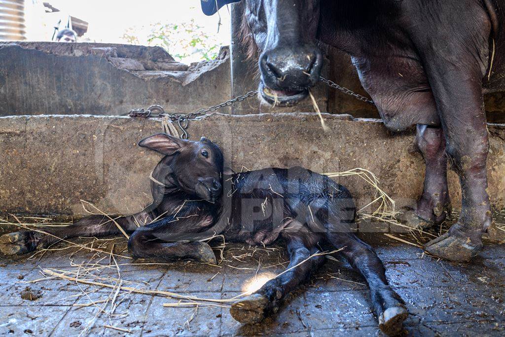 Mother Indian buffalo tied up with calf in a concrete shed on an urban dairy farm or tabela, Aarey milk colony, Mumbai, India, 2023