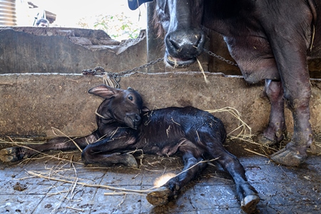 Mother Indian buffalo tied up with calf in a concrete shed on an urban dairy farm or tabela, Aarey milk colony, Mumbai, India, 2023