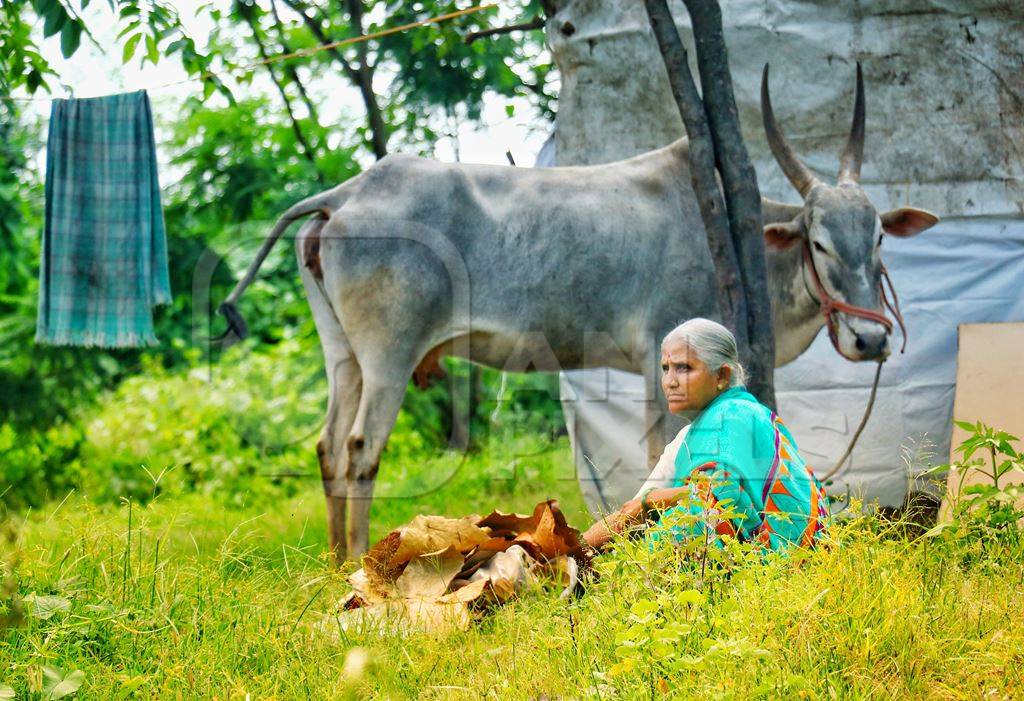 Indian woman with a cow and calf in a field