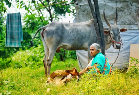 Indian woman with a cow and calf in a field