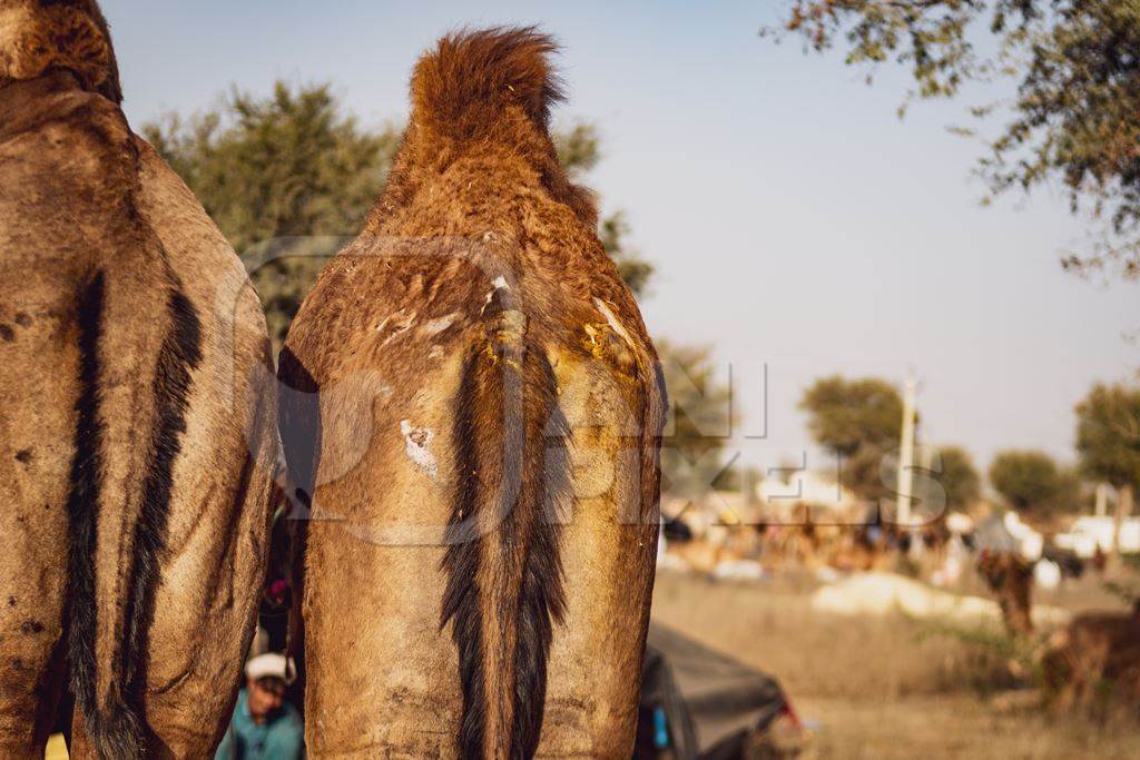 Indian camels with scars at Nagaur Cattle Fair, Nagaur, Rajasthan, India, 2022