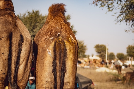 Indian camels with scars at Nagaur Cattle Fair, Nagaur, Rajasthan, India, 2022