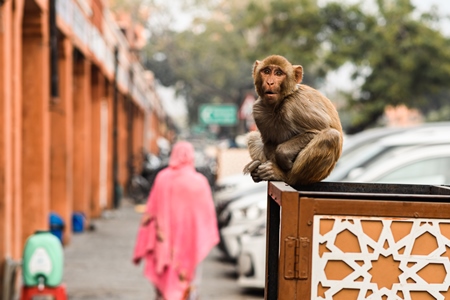 Indian macaque monkey sitting in the urban city of Jaipur, Rajasthan, India, 2022