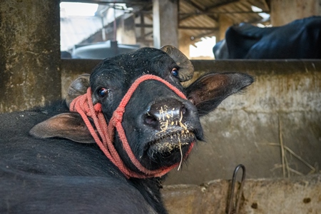Farmed Indian buffalo tied up on an urban dairy farm or tabela, Aarey milk colony, Mumbai, India, 2023