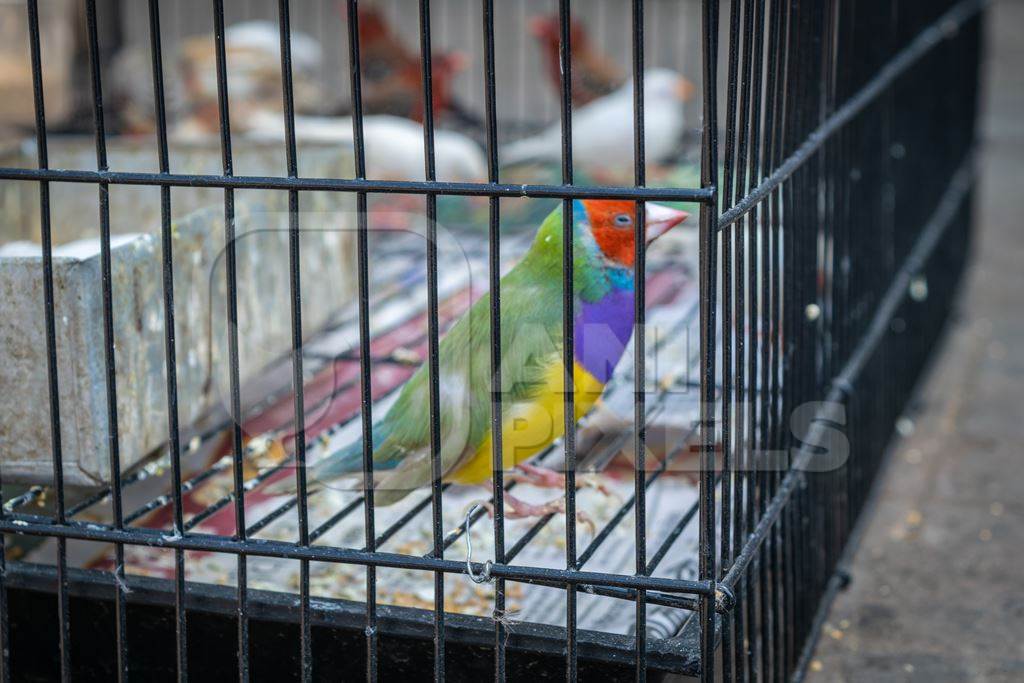 Exotic colourful birds in cages for sale as pets at market at Sonepur cattle fair in Bihar