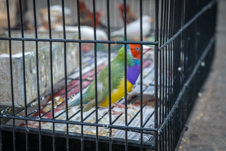 Exotic colourful birds in cages for sale as pets at market at Sonepur cattle fair in Bihar