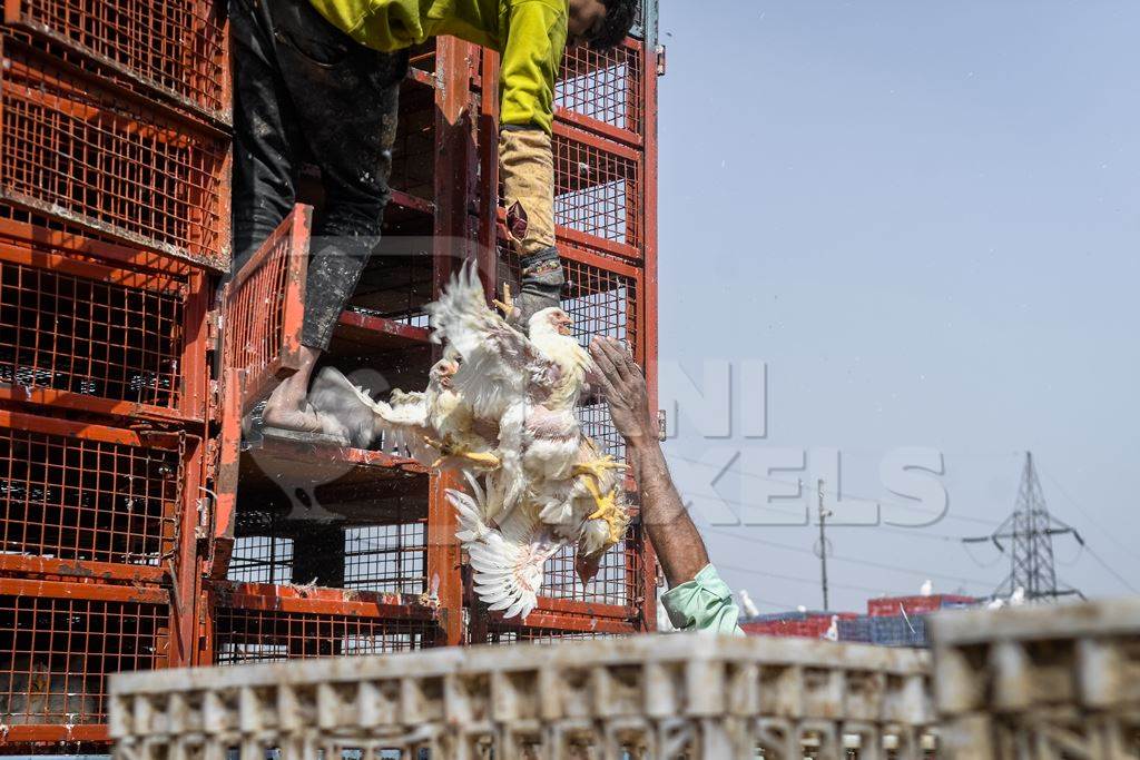 Workers unload Indian broiler chickens from trucks at Ghazipur murga mandi, Ghazipur, Delhi, India, 2022