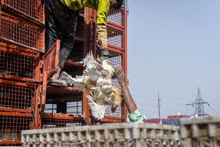 Workers unload Indian broiler chickens from trucks at Ghazipur murga mandi, Ghazipur, Delhi, India, 2022